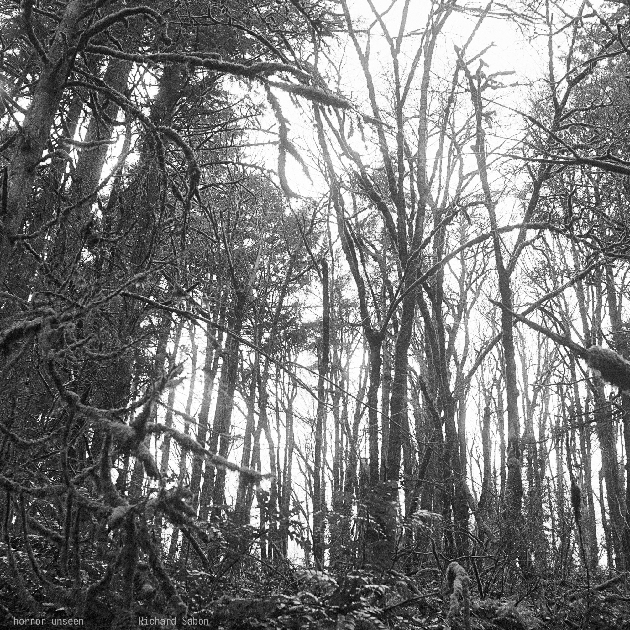 Miniature du forêt la nuit: horreur inaperçu (2022)